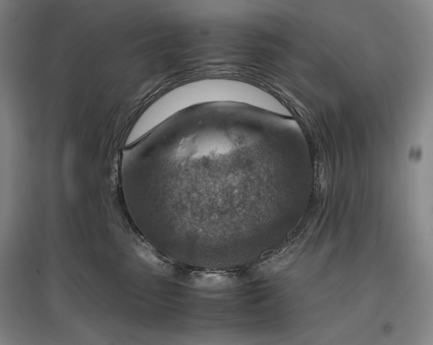 X0000096940475200802221324