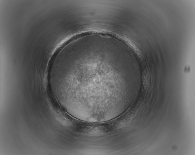 X0000096940488200802221323