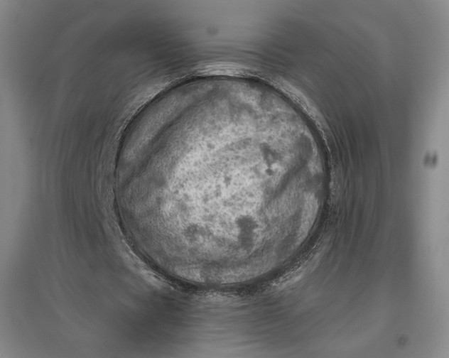 X0000096940529200802221322