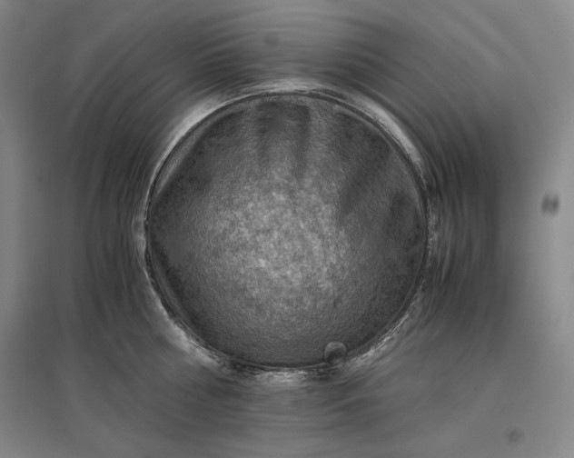 X0000096940810200802221318