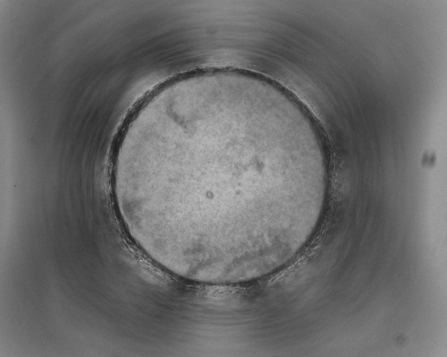 X0000096940832200802221318