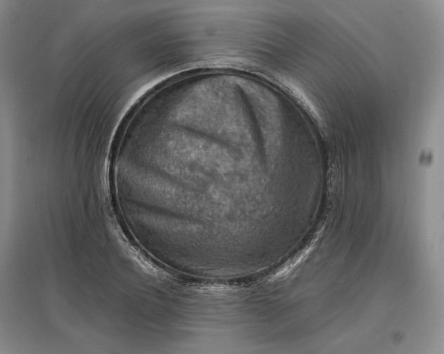 X0000096940932200802221317