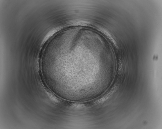 X0000096940978200802221316