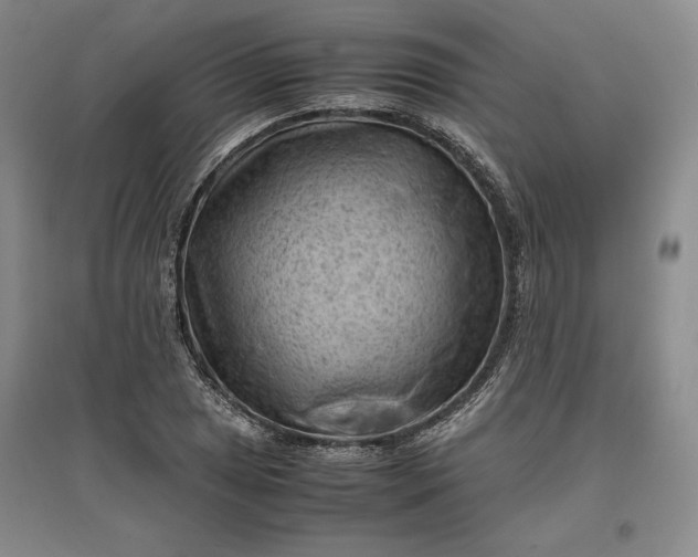 X0000096941025200802221315