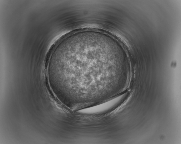 X0000096941117200802221314