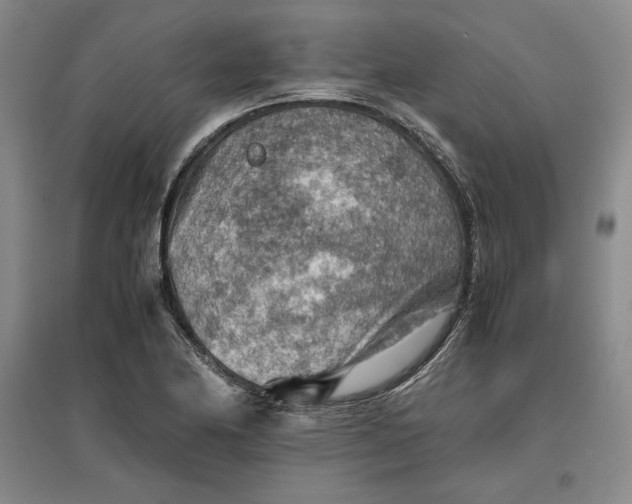 X0000096941174200802221313