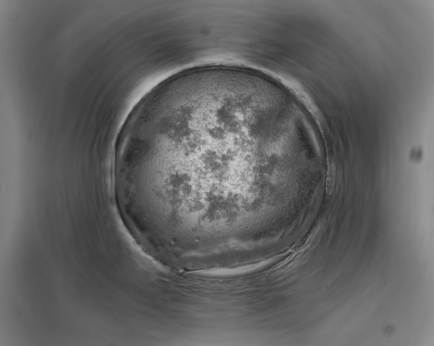 X0000096941295200802221311