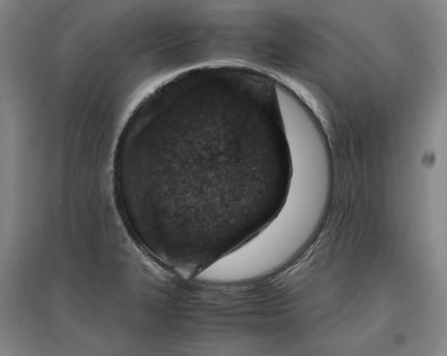 X0000096941327200802221311