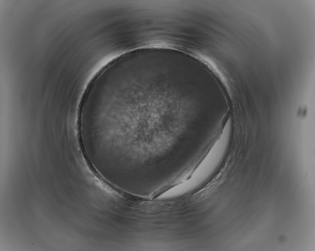 X0000096941331200802221311