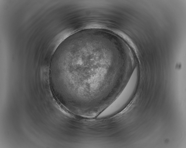 X0000096941337200802221311