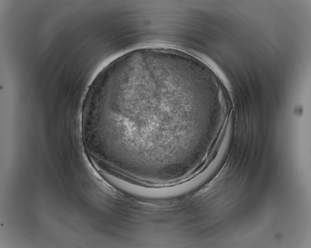 X0000096941388200802221310