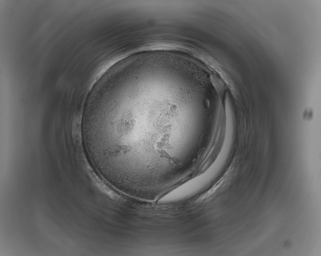 X0000096941417200802221310