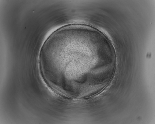 X0000096941440200802221310