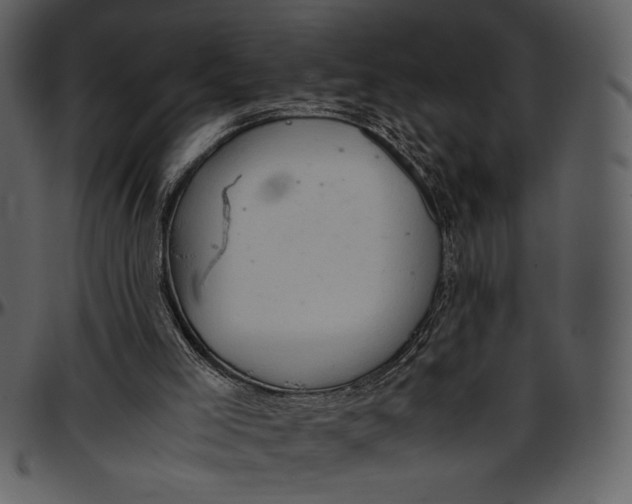 X0000096940005200802291044