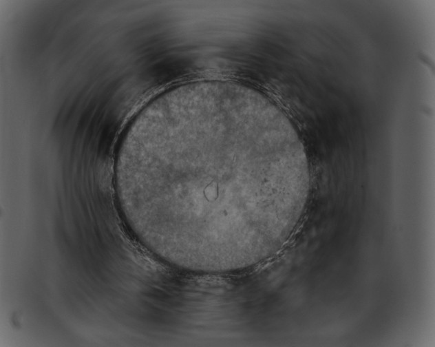 X0000096940146200802291041