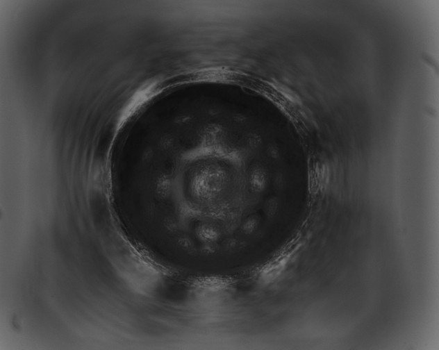 X0000096940198200802291041