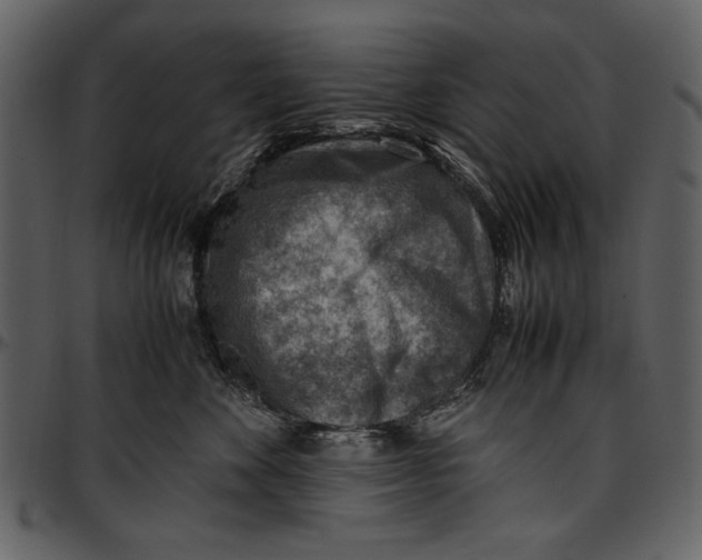 X0000096940524200802291036