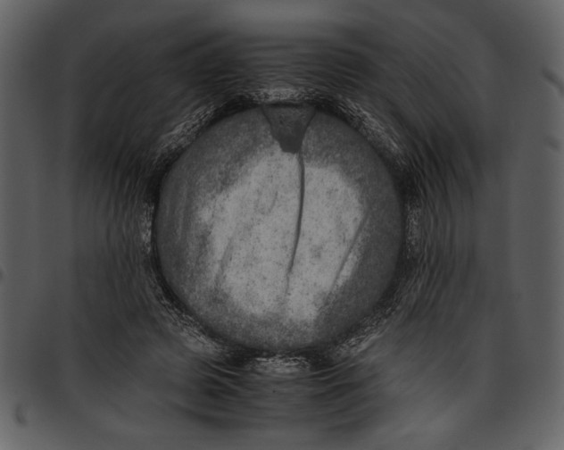 X0000096940545200802291035