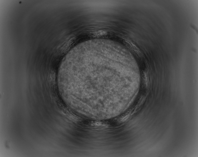 X0000096940565200802291036