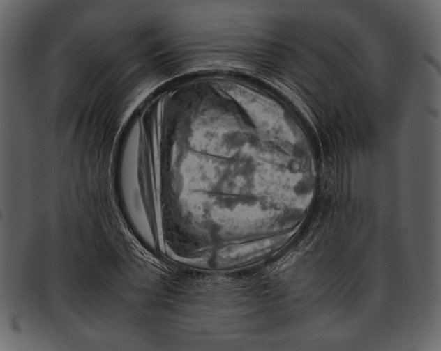 X0000096940783200802291032