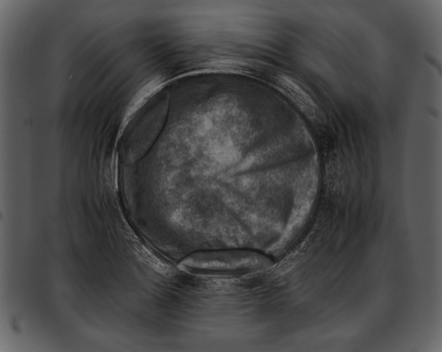 X0000096941180200802291025