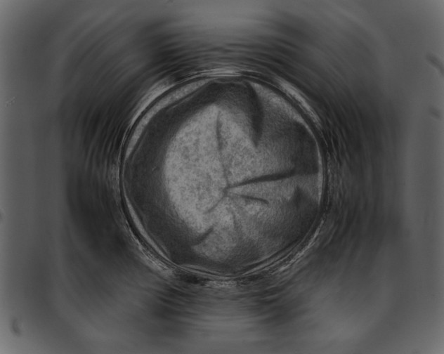 X0000096941194200802291025