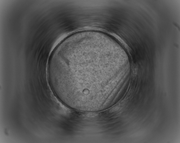 X0000096941294200802291023