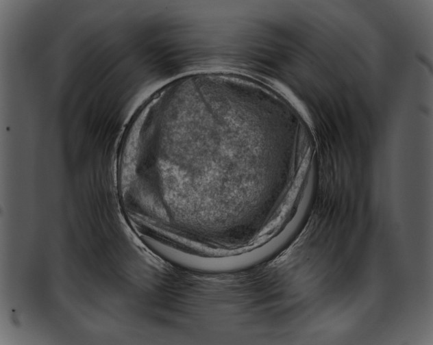 X0000096941388200802291022