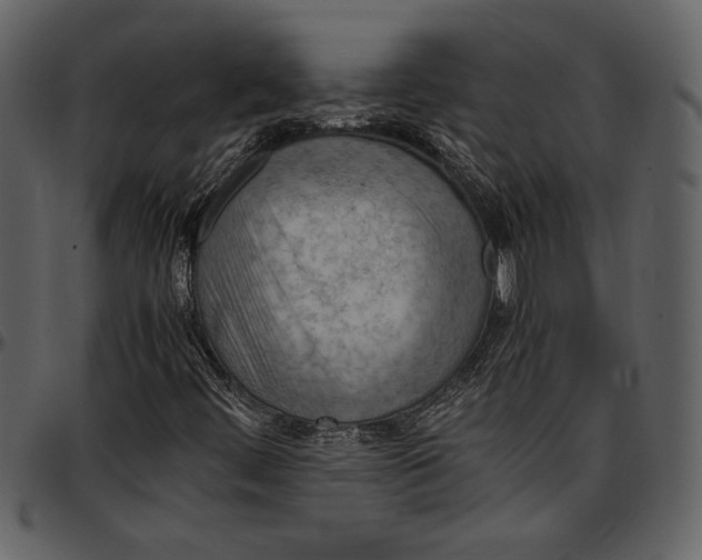 X0000096941444200802291021