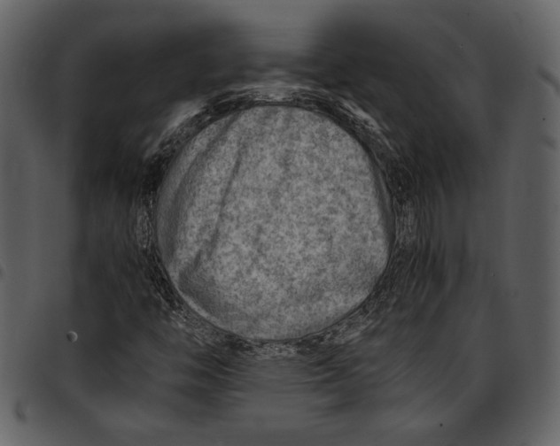 X0000096941446200802291021