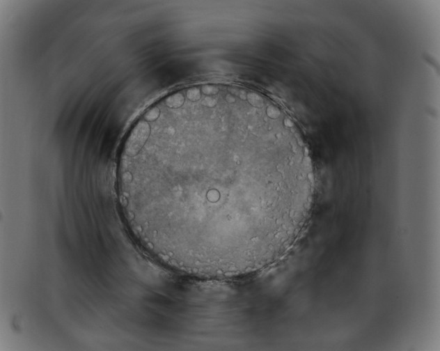X0000096940146200803071013