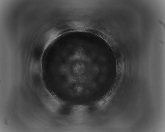 X0000096940198200803071013