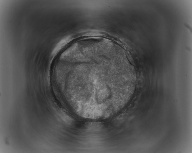 X0000096940296200803071012