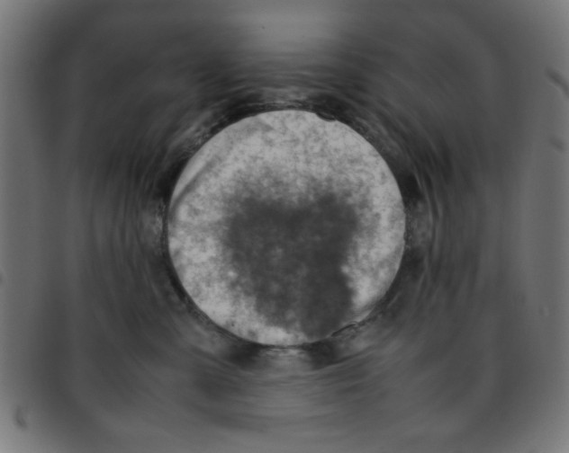 X0000096940427200803071010