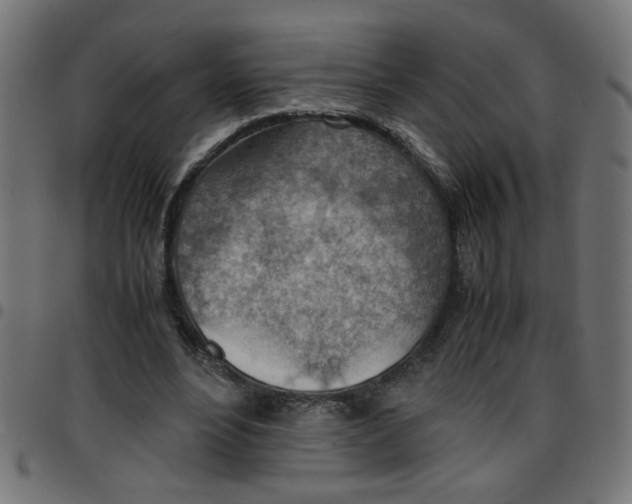 X0000096940488200803071009