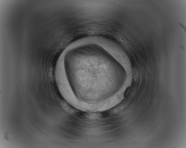 X0000096940670200803071007