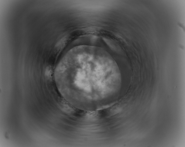 X0000096940720200803071006
