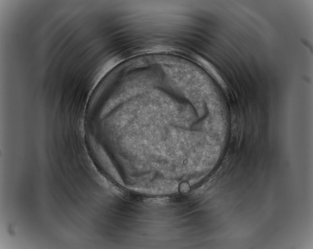 X0000096940810200803071005
