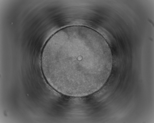 X0000096940950200803071003