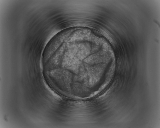 X0000096941084200803071001
