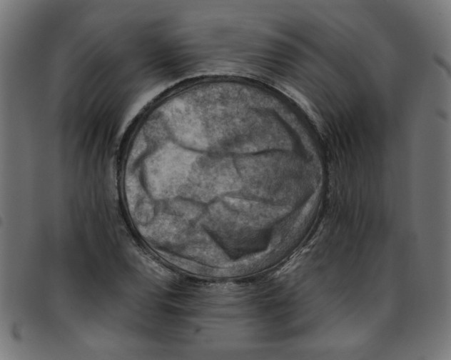 X0000096941120200803071000