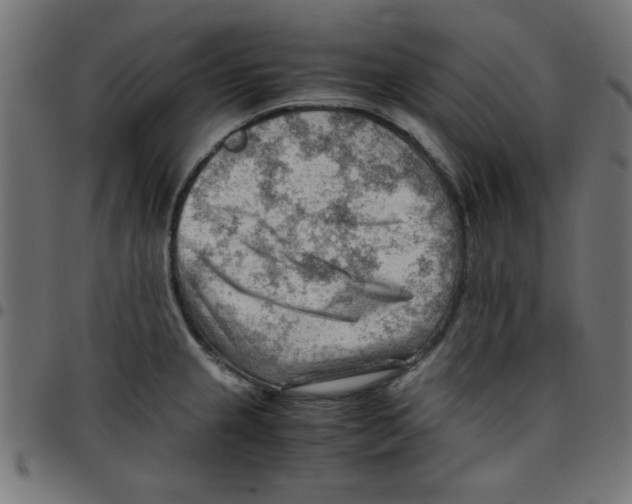 X0000096941237200803070959