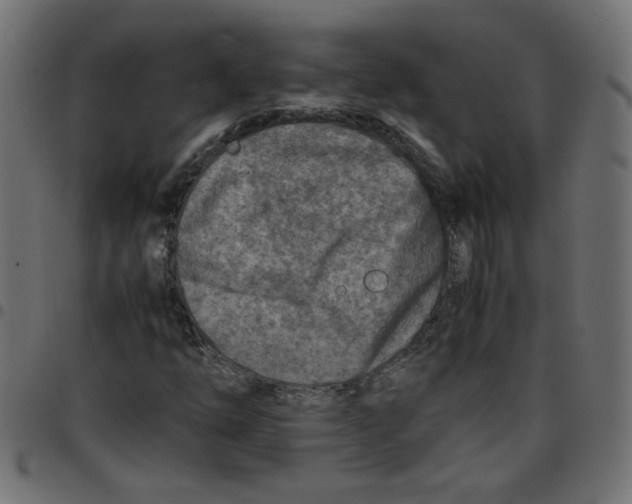 X0000096941254200803070958