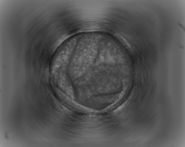 X0000096941457200803070955