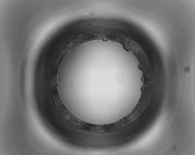 X0000096950143200802080929