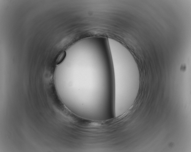 X0000096950176200802080929