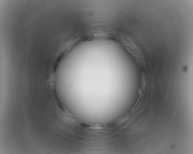 X0000096950419200802080925