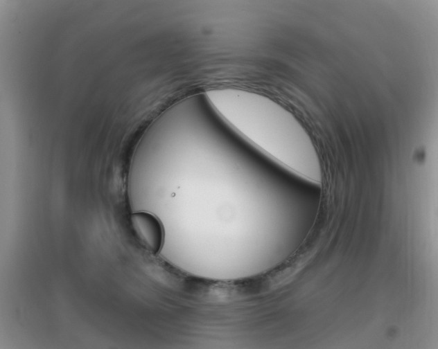 X0000096950420200802080925