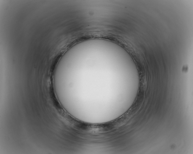X0000096950746200802080920