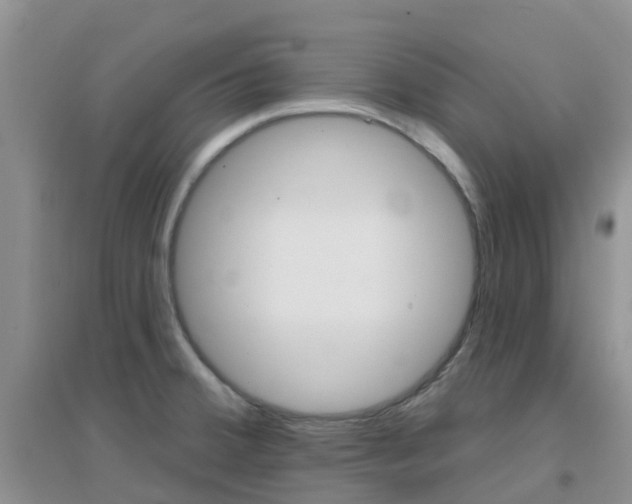 X0000096951380200802080911